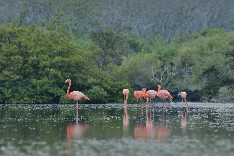 Caribische flamingo